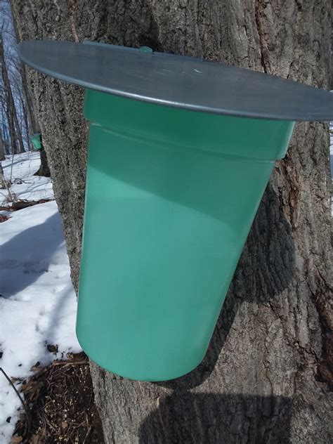Drinking Maple Sap for Health Benefits - Matt Mernagh
