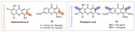 Lichen Xanthones as Models for New Antifungal Agents