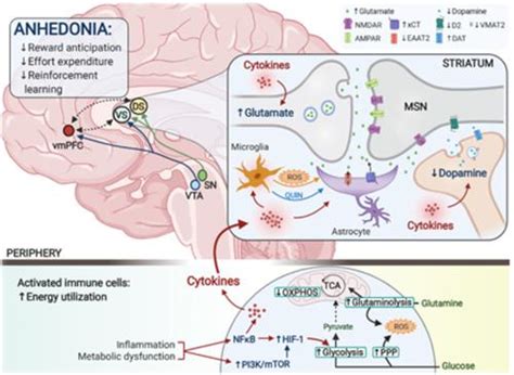 Autoadrogynephilia 的图像结果