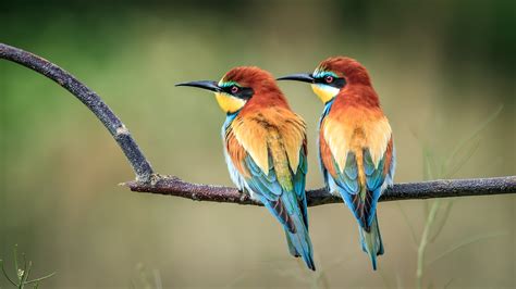 Image result for European Bee-eater Flying Back View