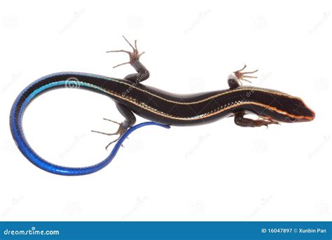 Blue tail skink lizard stock image. Image of juvenile - 16047897