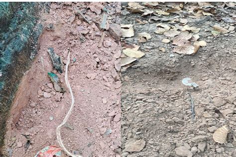 चाईबासा में सुरक्षा बलों ने जंगल से बरामद किये 2 IED बम, तकनीकी टीम ने ...