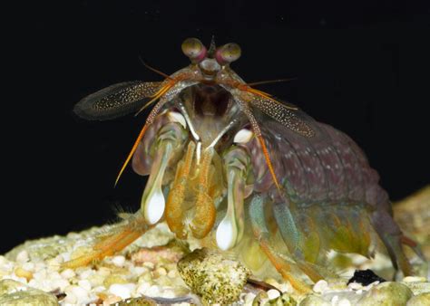 Mantis shrimp size each other up before cedin | EurekAlert!