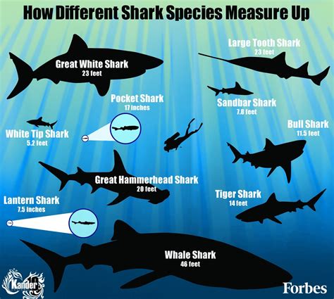 How Different Shark Species Measure Up Sandbar Shark, Types Of Sharks, Hammerhead Shark, White ...