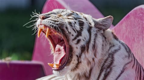 Download wallpaper 2560x1440 white tigress, tigress, tiger, grin, fangs ...