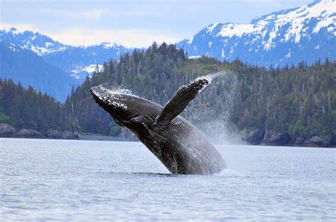 Alaska Wildlife Viewing | Travel Alaska