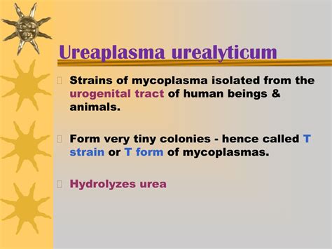 PPT - MYCOPLASMA and Ureaplasma PowerPoint Presentation, free download ...