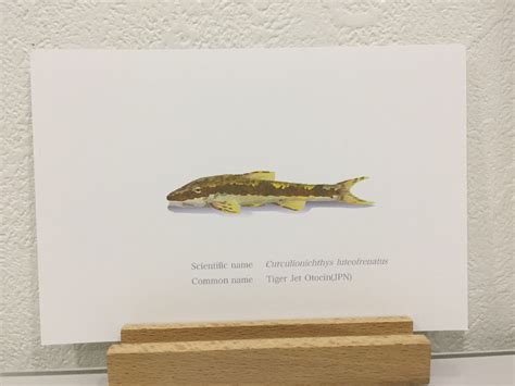 Curculionichthys luteofrenatus Drawing Postcard | Osakanacraft