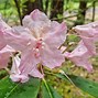Image result for Rhododendron Teae