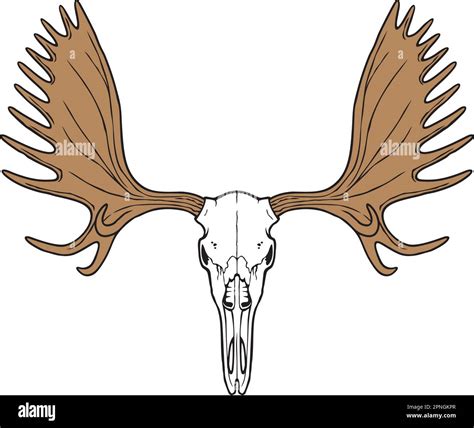 Moose Antler Drawing