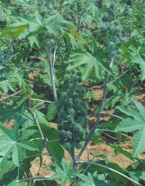 Castor | ICAR-Indian Institute Of Oilseeds Research