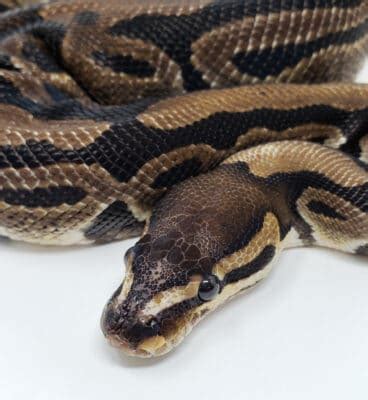 Bald Headed Python 的图像结果