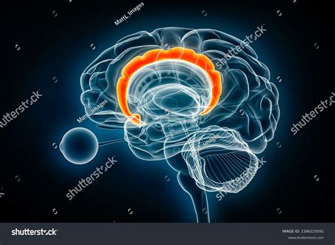 Cingulate Gyrus Function 的图像结果
