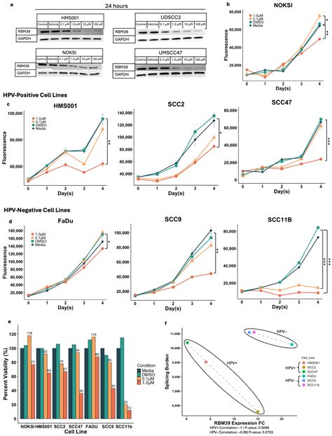 Indisulam Shows an Anti-Cancer Effect on HPV+ and HPV− Head and Neck Cancer