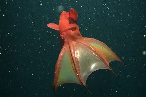 深海的“奇特”生物它们为什么都长得“奇形怪状”？_动物