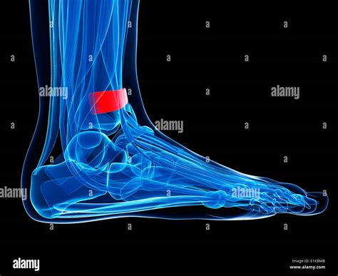 Human foot ligament (superior extensor retinaculum) computer artwork ...
