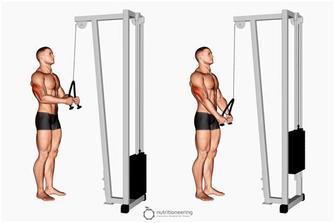 Image result for Tricep Machine Exercises