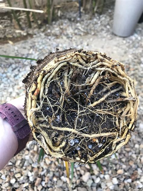 Image result for Planting a Root Bound Tree