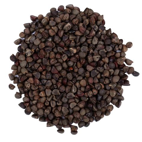Beej Band Kala - Bala Beej - Sida Cordifolia - Yuvika Herbs Ayurveda