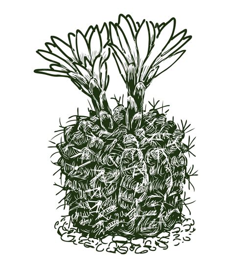 Premium Vector | Cactus prickly blooming single sketch evergreen desert ...