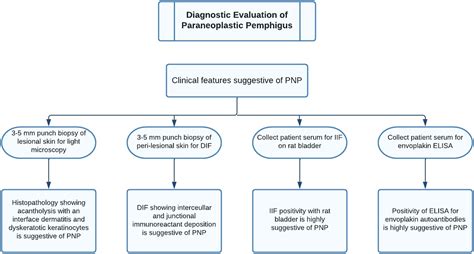 Paraneoplastic pemphigus/paraneoplastic autoimmune multiorgan syndrome: Part II. Diagnosis and ...
