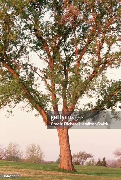 Image result for What Is Box Elder Tree
