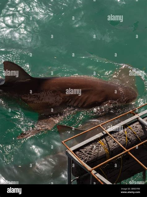Bronze Whaler Shark Swimming at the Surface, Feeding Stock Photo - Alamy