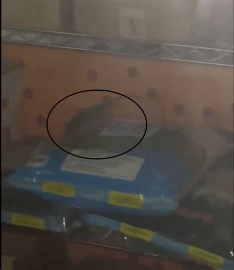 广西百色市监局：服务区老鼠偷吃面条涉事餐饮店被调查