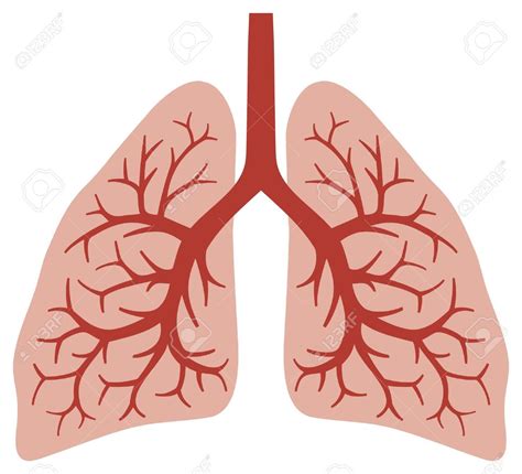 free clipart lungs 10 free Cliparts | Download images on Clipground 2025