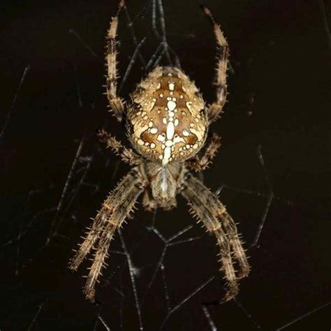 Common Garden Orb Weaver Spider Bite | Fasci Garden