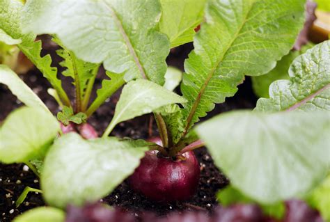 10 Best Radish Companion Plants to Grow Together