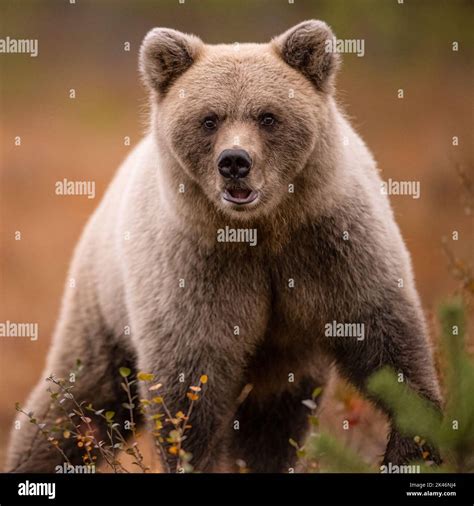 Wildlife in Finland. Bears, Wolverine and birds Stock Photo - Alamy