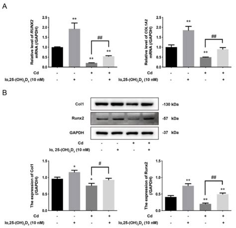 Vitamin D Alleviates Cadmium-Induced Inhibition of Chicken Bone Marrow ...