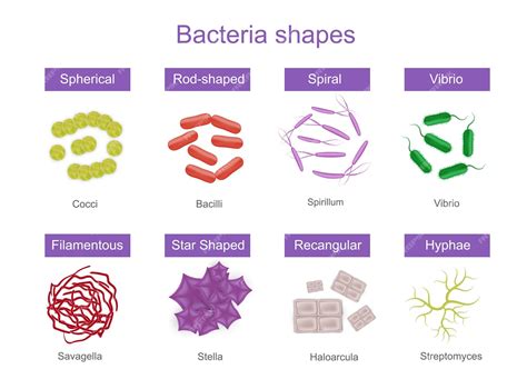 Free Vector | Bacteria shapes realistic infographics with colorful images of different microbes ...