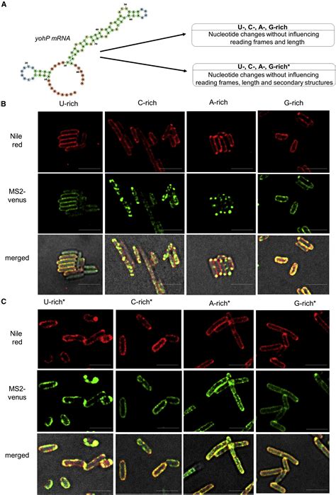 mRNA targeting eliminates the need for the signal recognition particle ...