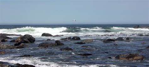 The Surprising Impact of Sharks on Namibia's Marine ecosystem health and Climate Change