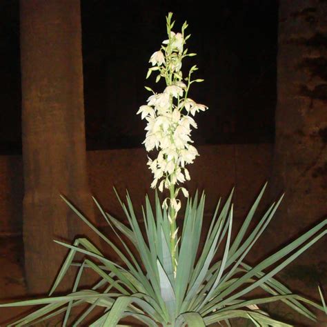 Soft Leaf Yucca - Yucca recurvifolia – ServeScape