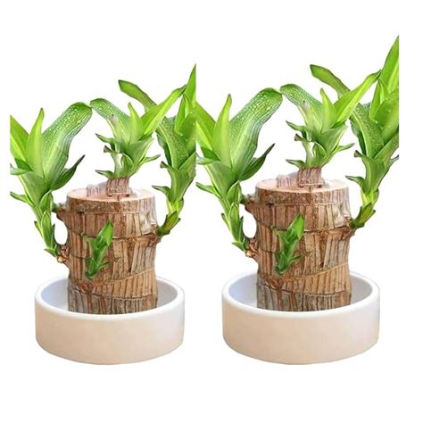 Brazilian Lucky wood Live Plant Without Pot (Pack of 1) | Good Luck ...