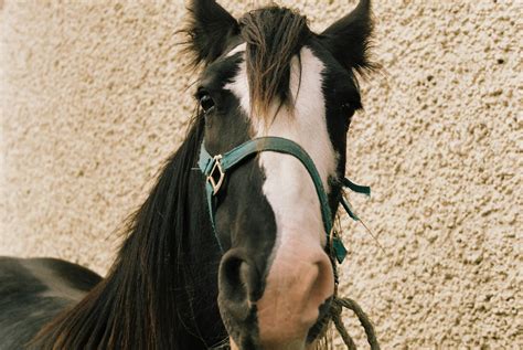 Marion Bergin - "Go faster stripes' - Horse Photo, Ballinasloe Horse Fair, Ireland 2018 For Sale ...