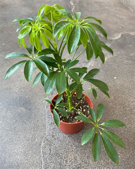 Schefflera Tree Invasive Florida 的图像结果