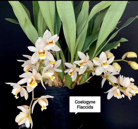 Coelogyne Flaccida – ASHIYANA STORE
