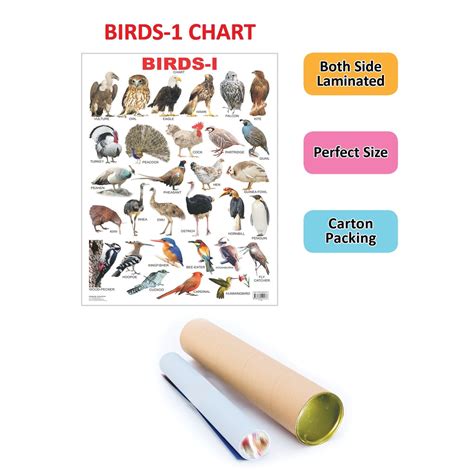 Buy Birds-1 Learning Chart (2-5 Years) on Snooplay India