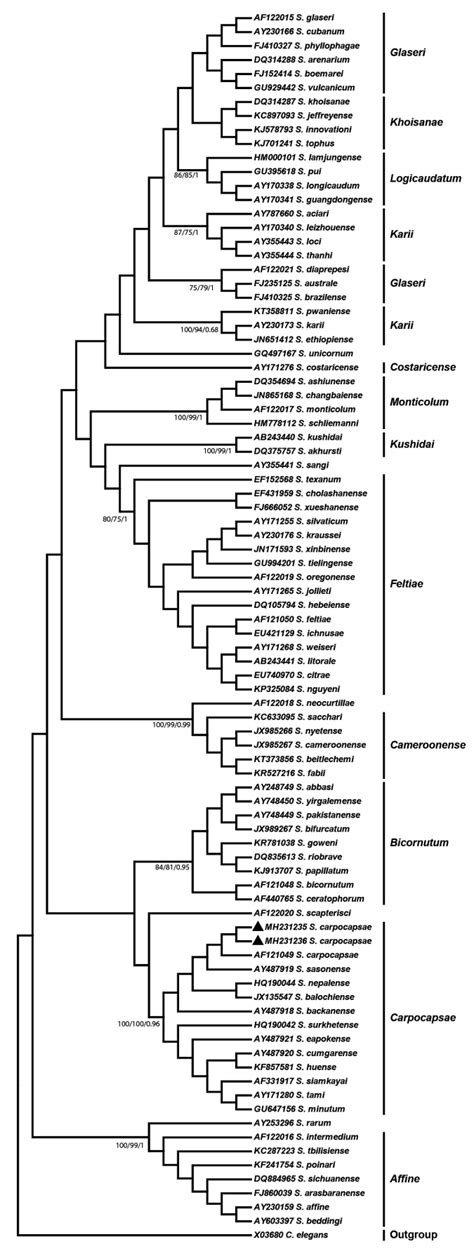 Molecular Identification and Phylogenetic Diversity of Native ...