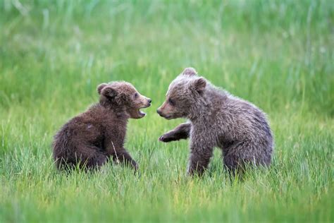 Grizzly Bear Cubs Playing