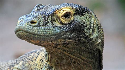 Komodo Dragon Swim 的图像结果