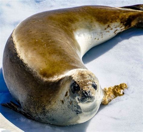 Antarctica 的图像结果