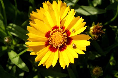 Native Florida Flowers for Native Pollinators - UF/IFAS Extension Jackson County