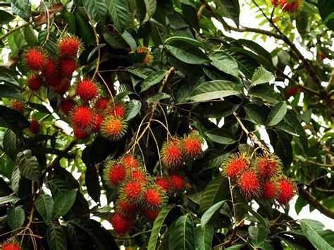 Rare Tropical Fruit Trees 的图像结果