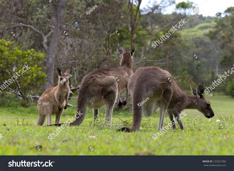 What Is A Group Of Kangaroos Called at Scott Mcrae blog