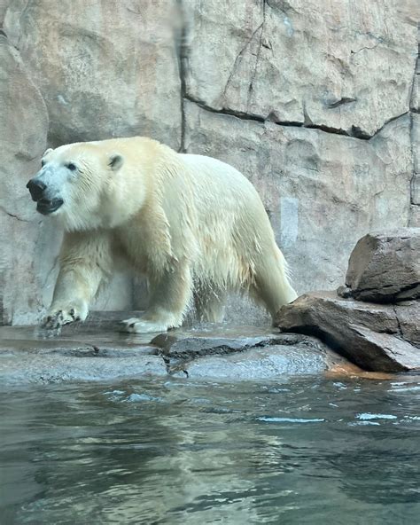 Polar Bear Without Fur